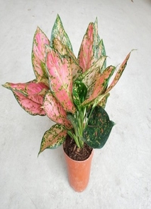 奉化花木租赁怎么选?揭秘口碑好的几家优质商家